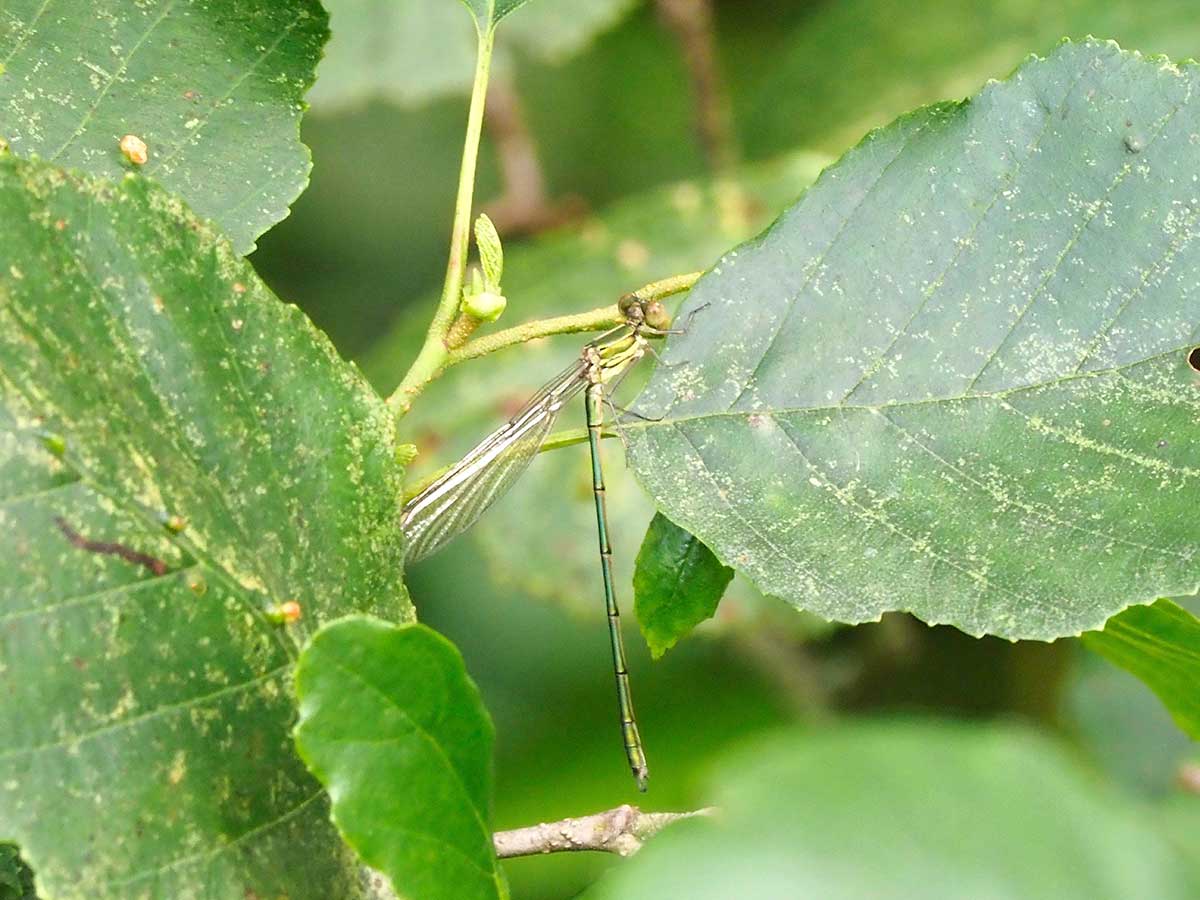 Chalcolestes_viridis